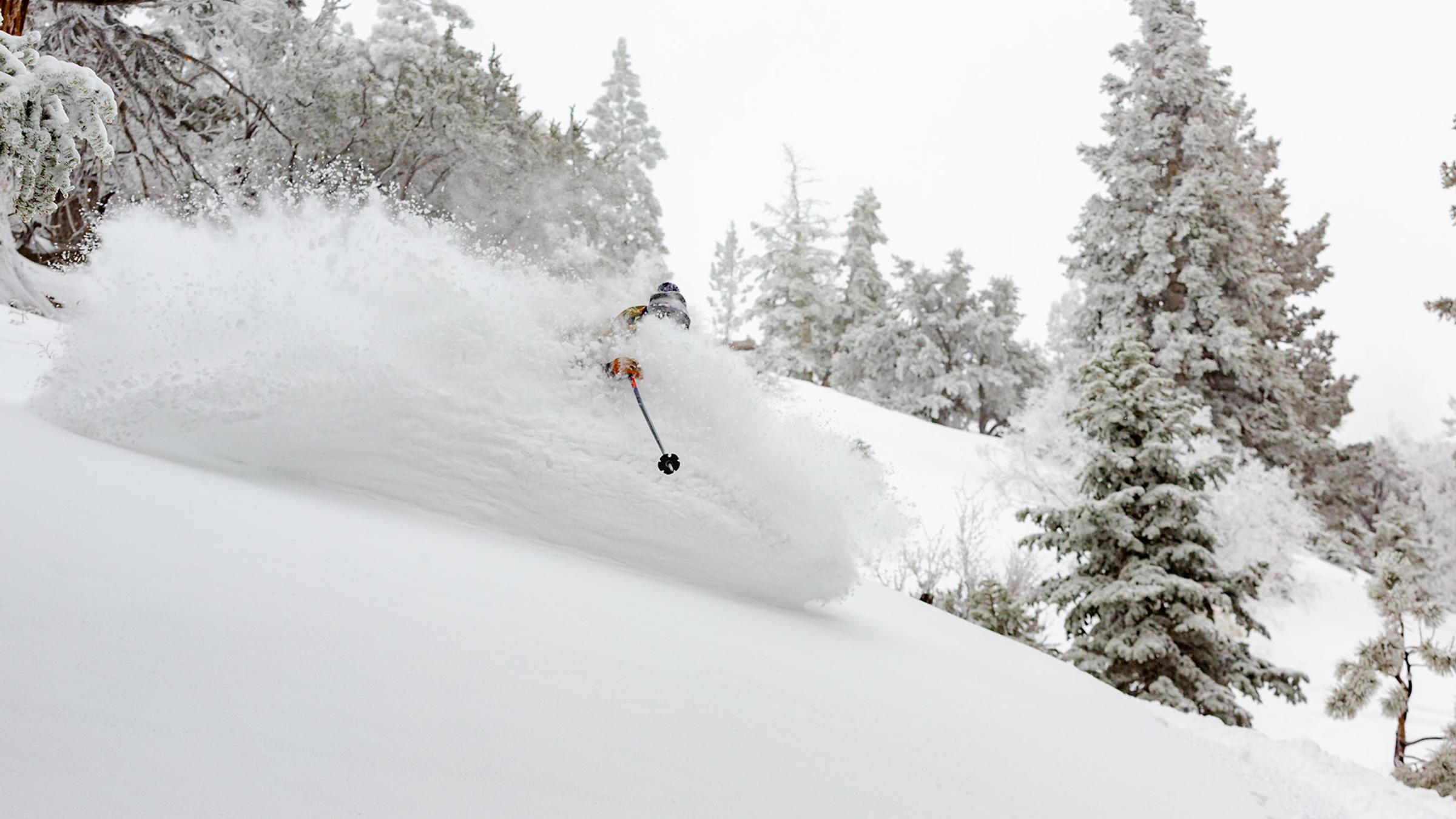 skier in fresh powder going downhill on a ski slope in big bear with white trees